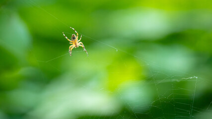 European garden spider (cross spider, Araneus diadematus) sitting in a spider web, Close up macro shot