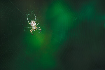 European garden spider (cross spider, Araneus diadematus) sitting in a spider web, Close up macro shot