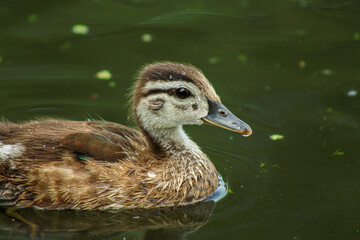 Wood Duckling with Water Droplet