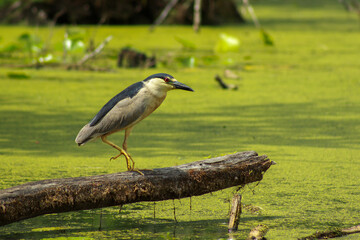Black-Crowned Night Heron Walking on Log in Water