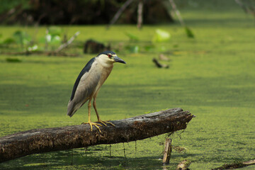 Black-Crowned Night Heron Fishing
