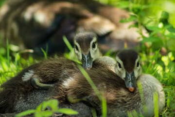 Ducklings Sleeping Together