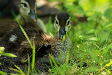 Small Wood Duckling Showing Webbed Feet