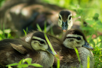 Three Wood Ducklings Waking Up