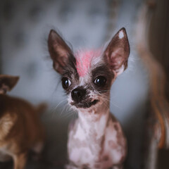 Peruvian hairless and chihuahua mix dog on a chair