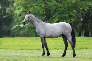 Fototapeta na wymiar Gray horse stands on natural summer background, profile side view, exterior