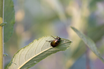 Naklejka premium beetle perched on a leaf on a sunny day