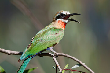 White-fronted Bee-eater in Kruger National park
