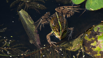 Big water frog is swimming in the pond