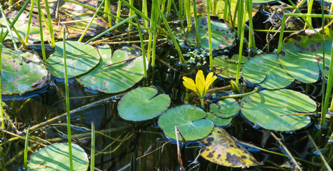 a yellow water lily among the great leaves