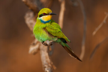Swallow-tailed Bee-eater in the wild