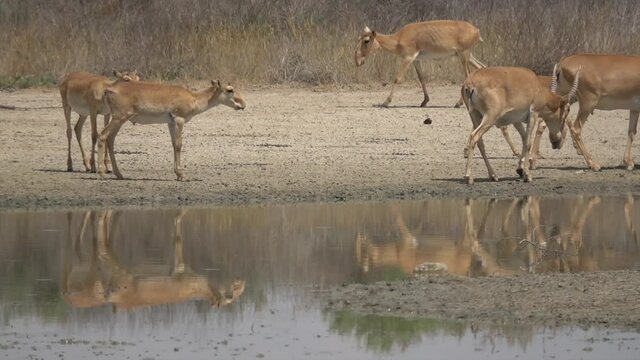 Kalmykia, nature reserve. A herd of saigas at a watering hole.
