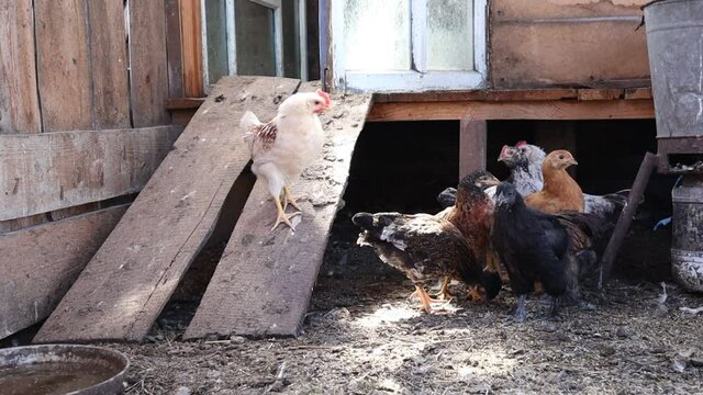 Chickens in the chicken coop