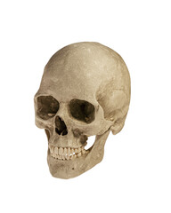 Human Skull Isolated on White Background