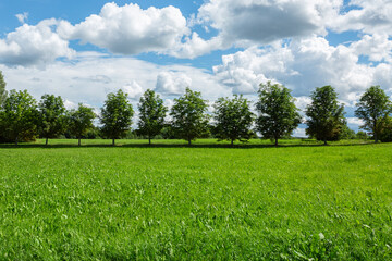 Green grass field with row of trees and blue cloudy sky. Horizontal image.