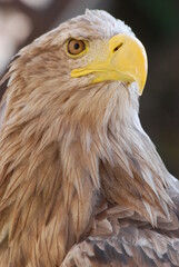 rapace