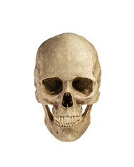 Human Skull Isolated on White Background