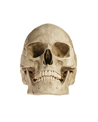 Human Skull Isolated on White Background