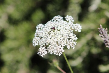 White flowers of Daucus carota blooming in morning sunrise This flowers have the common names include wild carrot, bird's nest, bishop's lace, and Queen Anne's lace, is a .Wild flowers in summer.Italy