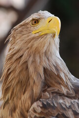 rapace