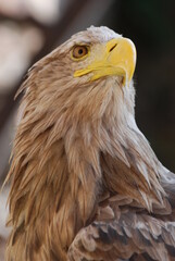rapace