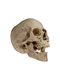 Human Skull Isolated on White Background