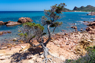 Sardinian juniper on the edge of the red rock above a blue bay in the beach of Su Sirboni