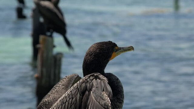 Double-crested cormorant (Phalacrocorax auritus) closeup. Isla Mujeres, Mexico