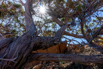 Sardinian juniper on the edge of the red rock above a blue bay in the beach of Su Sirboni