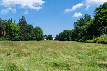 Summer Landscape with Trees