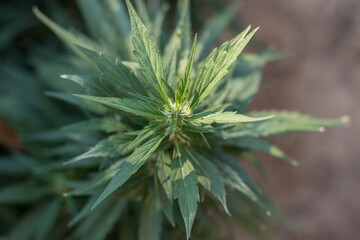 Naklejka na ściany i meble Planta de marihuana