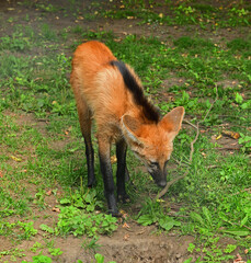 Funny young Maned wolf (Chrysocyon brachyrus) in green meadow © valeriyap