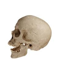 Human Skull Isolated on White Background