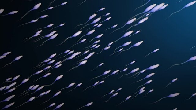 Sperm cells swimming against dark blue background seamless looping CG animation. 4K 3D rendering medically illustration of sperm for biological scientific abstract background. 