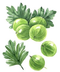 Hand drawn watercolor gooseberry with green leaves isolated on white background. Food illustration.