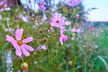 Mauve and white flowers Cosmos Garden in the meadow