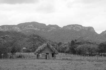 Wooden house in Cuba to dry the tobacco leaves and cigars, surrounded by green vegetation, red flowers and a plam tree in Cuba.