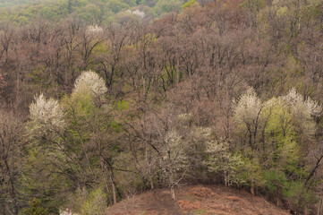 Hill forest in the spring.