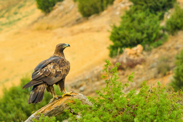 Golden Eagle, Aquila chrysaetos, Spanish Forest, Castile and Leon, Spain, Europe