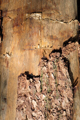 A closeup shot of a trunk with bark of the tree - Stockphoto