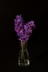Delphinium on a black background