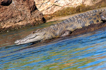 Nile crocodile, Crocodylus niloticus, Chobe River, Chobe National Park, Botswana, Africa