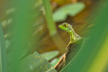 Plumed Basilisk, Green Basilisk, Jesus Christ Lizard, Basiliscus plumifrons, Tropical Rainforest, Costa Rica, Central America, America