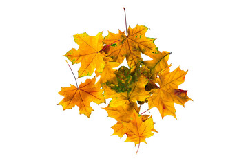 Autumn leaves isolated on white background. Top view