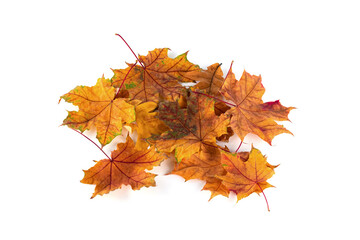 Autumn leaves isolated on white background