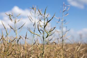 Ripe rape pods on a background of blue sky. Harvest time