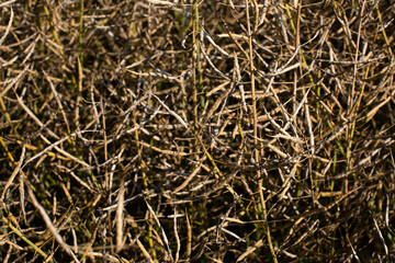 Field of ripe rapeseed before harvest. Agricultural industry