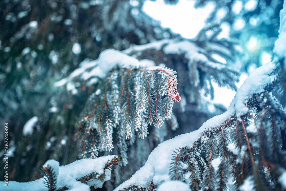 Wall mural frozen fir branches covered with a layer of snow