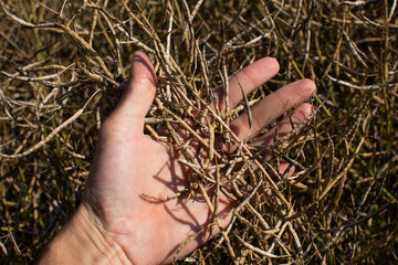 The farmer inspects the ripe rape pods before harvest. Agricultural industry
