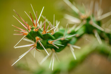 Plant cactus macro. Cactus needles close up. Blurred background